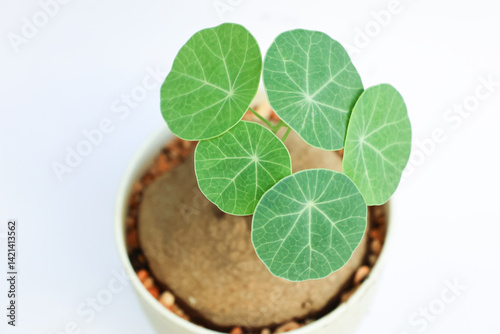 Stephania erecta  green leaves with white flowerpot beauty shape and design from nature,  household small gardening  
