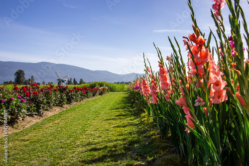 Vibrant flower field showcases blooming gladiolus and roses under clear blue sky in scenic countryside