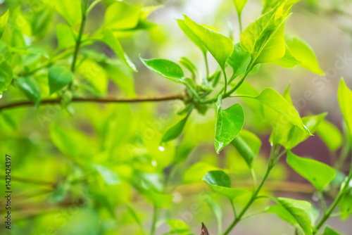 A close-up view of fresh green leaves covered in raindrops after a spring shower. The soft focus in the background gives the image a tranquil, vibrant atmosphere, highlighting the natural renewal 