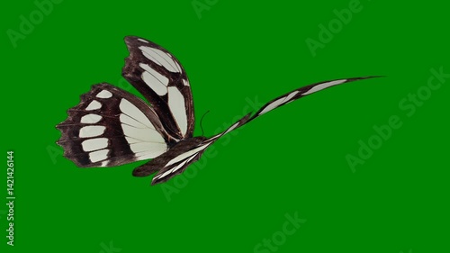 Butterfly Green Screen Chroma Key Background for Professional Video Editing and Motion Graphics