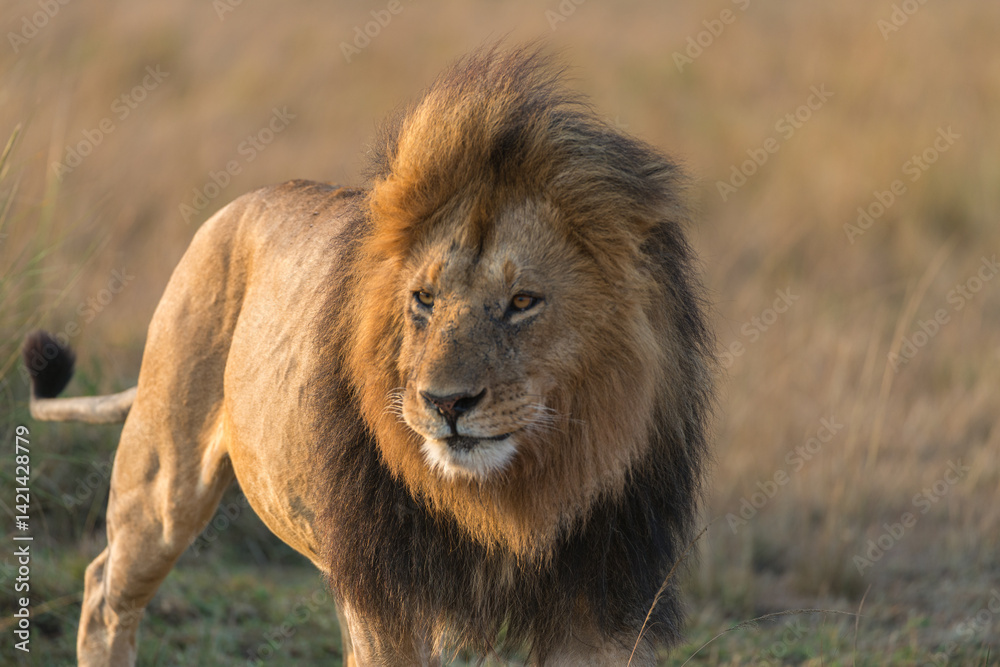 Large Male lion on the Masai Mara Large Male lion on the Masai Mara