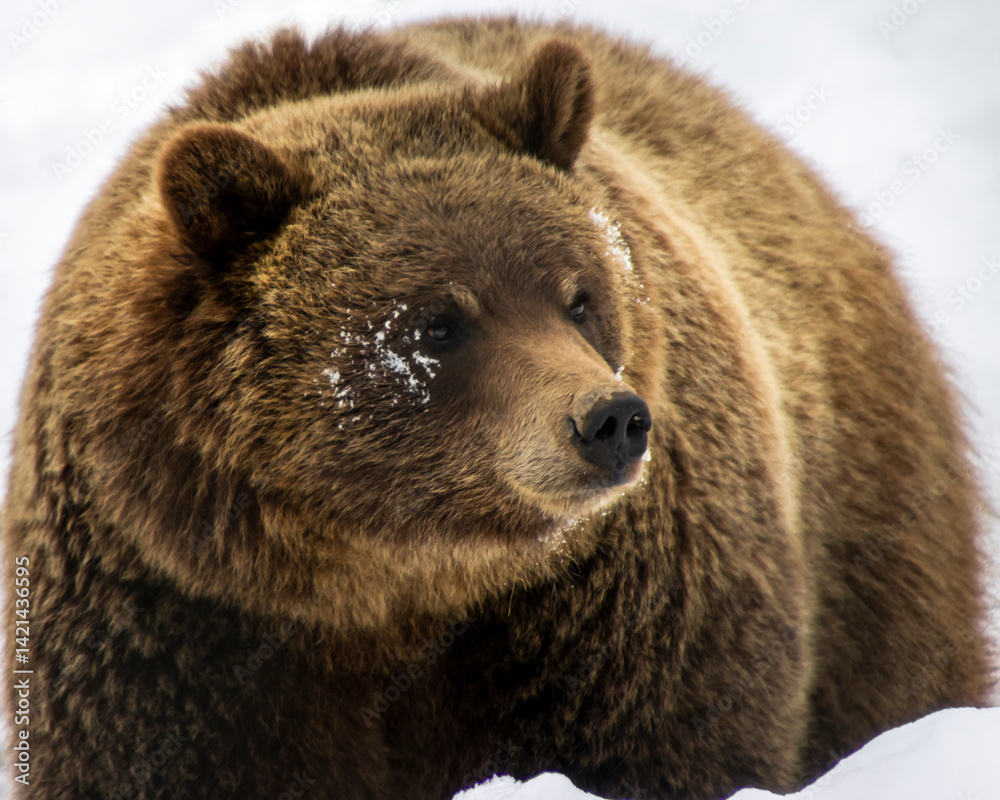 Fototapeta premium Grizzly bear exploring snowy terrain in a natural habitat during winter season