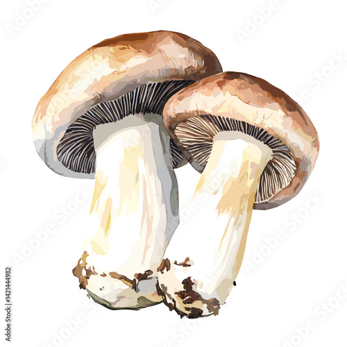 Porcini Mushroom Watercolor Pair on White