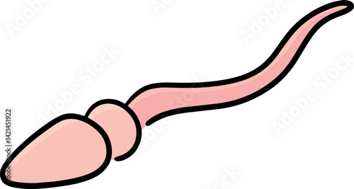 Illustration of sperm
