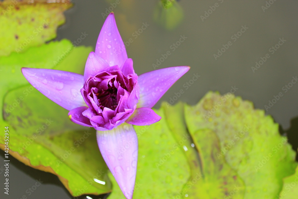 Clear pink and purple lotus flowers in the pond