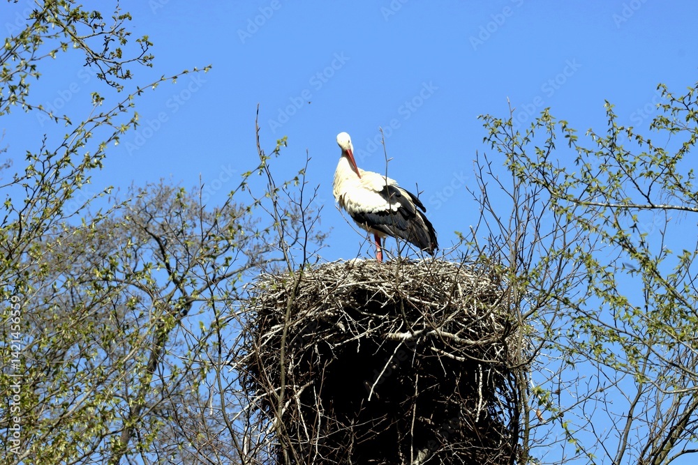 Fototapeta premium cigogne