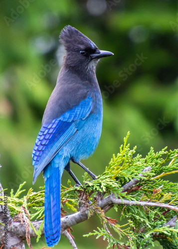 Colorful stellar blue jay perches on a green branch in a natural setting during daylight