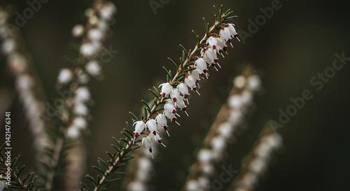 Detailed Close up of White Heather Flowers Erica Arborea on Dark Brown Background Showcasing Intricate Botanical Details Perfect for Decoration