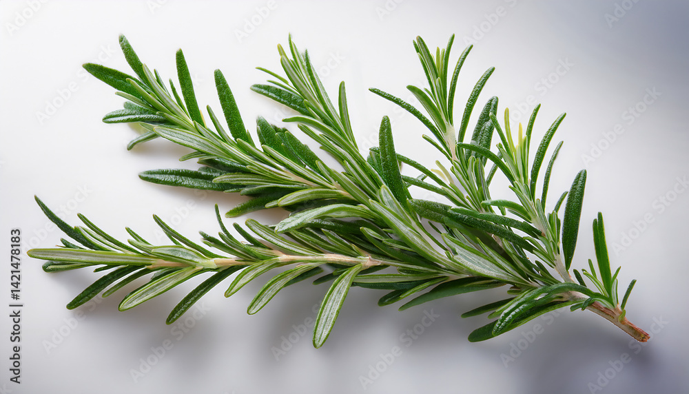 Fototapeta premium fresh rosemary on a white background