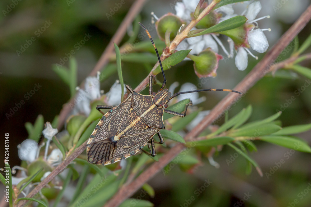 Omyta centrolineata - stink bug perched on native flowering plant Omyta centrolineata - stink bug perched on native flowering plant