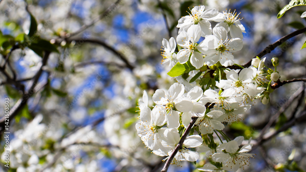 Delicate white blossoms create a stunning display under the vibrant blue sky during springtime in a peaceful garden setting Delicate white blossoms create a stunning display under the vibrant blue sky during springtime in a peaceful garden setting