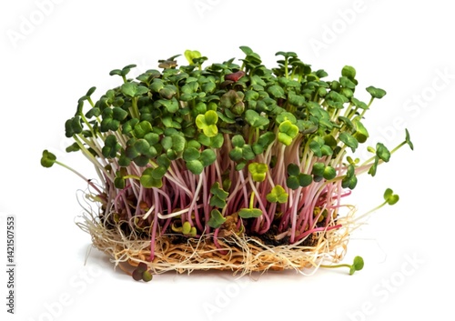 fresh radish sprouts, healthy microgreen for salad and drinks on a white background