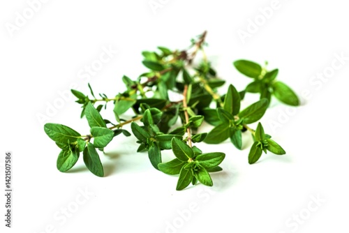 fresh thyme or Lemon thyme leaf isolated on a white background