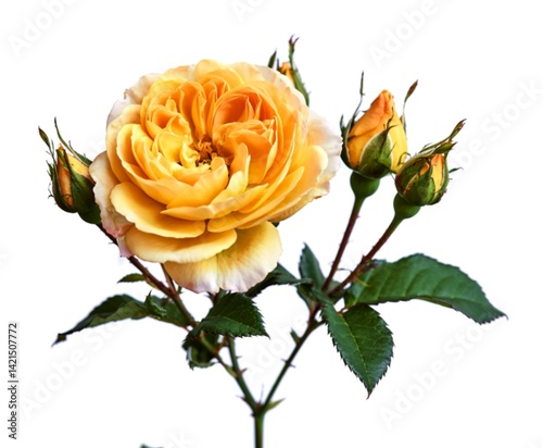 open bud of a beautiful yellow blooming rose on a green stem isolated on a white background