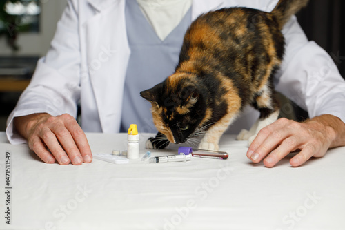 Domestic cat at animal hospital with veterinarian for medical exam