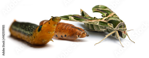 Chrysalis. Butterfly, Caterpillar and pupa macro. Oleander Hawk-moth or Daphnis nerii