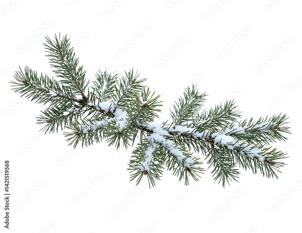 Snow-Covered Pine Branch Isolated on Transparent Background Snow-Covered Pine Branch Isolated on Transparent Background