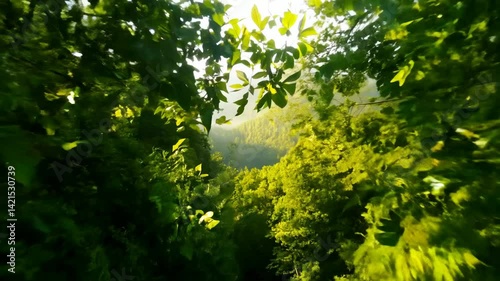 Sunlight filters through green tree leaves in a summer forest