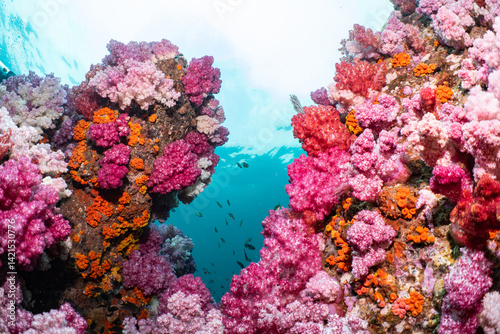 Colorful Soft Corals Framing a Passage in Tropical Reef