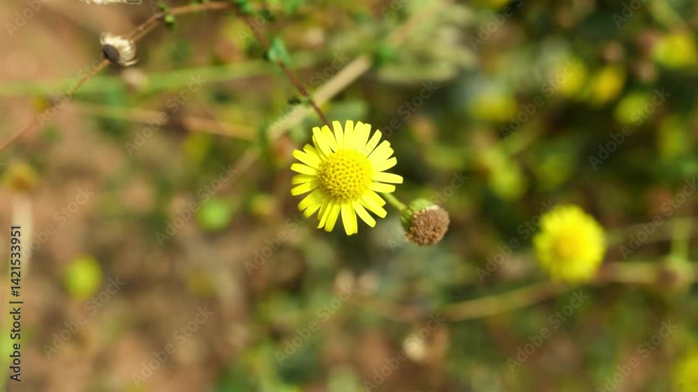 custom made wallpaper toronto digitalyellow flower in the grass
