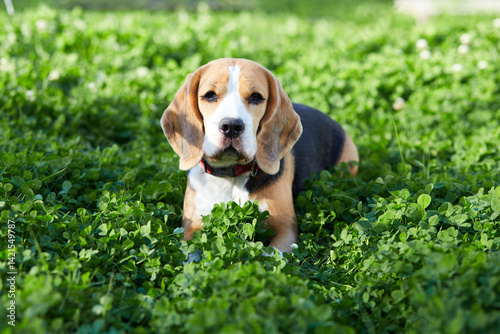 Canvas Print Beagle dog resting on green grass in summer meadow