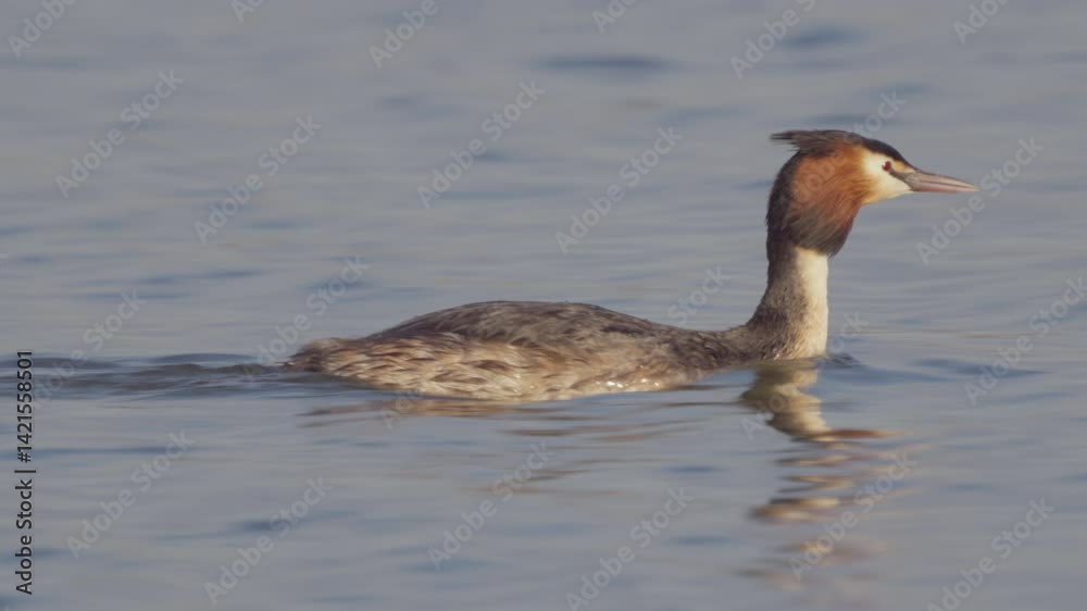 Great Crested Grebe (Podiceps cristatus) close-up. Bird swims in water. Sound inside. Great Crested Grebe (Podiceps cristatus) close-up. Bird swims in water. Sound inside.