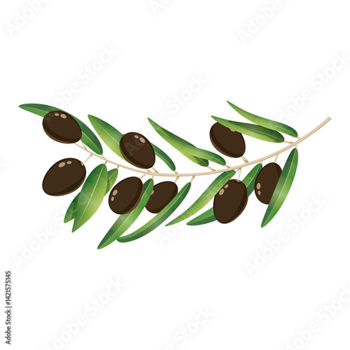 Olive black tree branch with berries