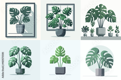 Monstera Deliciosa Houseplant Set