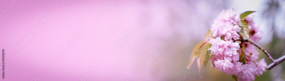 Cherry sakura blossoms branch banner background Cherry sakura blossoms branch banner background