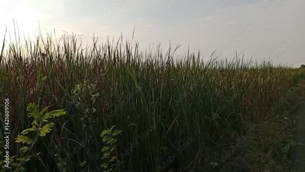 grass in the wind lush trees on the edge of the lake with a gentle breeze can be used as a screen saver grass in the wind lush trees on the edge of the lake with a gentle breeze can be used as a screen saver