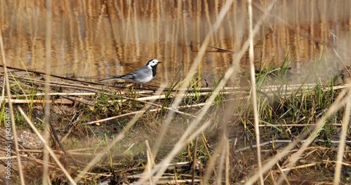 A wagtail bird gathers food on the bank of a water body