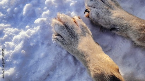 Obraz na płótnie 雪の上に置かれた犬の足