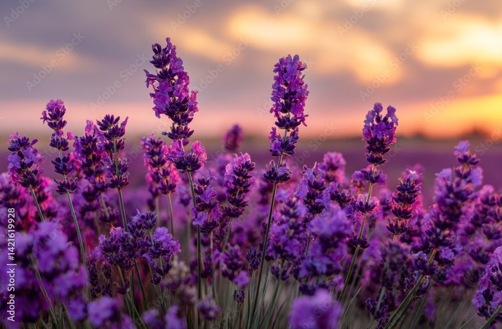 Obraz premium Lavender Field at Sunset: Purple Flowers Bloom Vibrantly in Golden Hour Light, Tranquil Nature Scene.