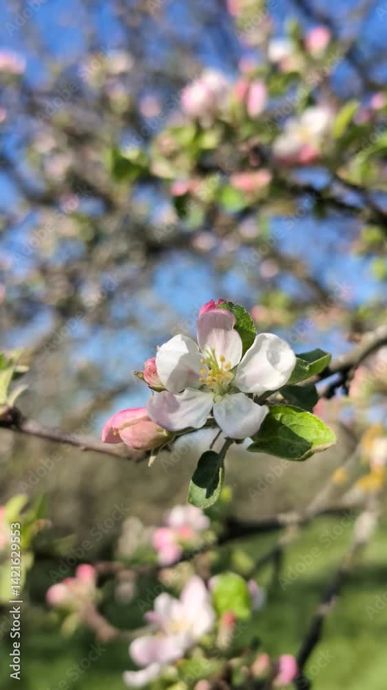 Apple trees, tulips, and various other plants and trees are in full bloom in the garden. Apple trees, tulips, and various other plants and trees are in full bloom in the garden.