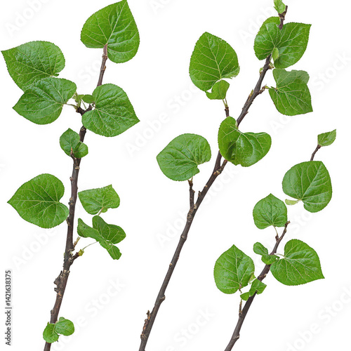 Fresh green foliage sprouts on stark branches against the dark backdrop