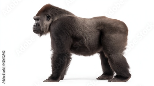 Side view of a gorilla standing on white background photo