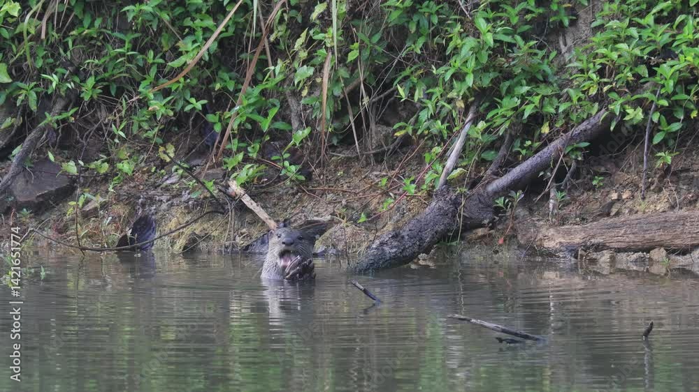 The smooth-coated otter is a mammal that feeds on water sources in communities and pristine natural forests in Thailand. The smooth-coated otter is a mammal that feeds on water sources in communities and pristine natural forests in Thailand.