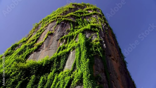 Lush Green Vines Cascading Down a Rocky Cliff Face in Nature
