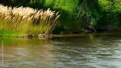 Serene Riverbank Landscape with Tall Grasses Gently Swaying in Breeze
