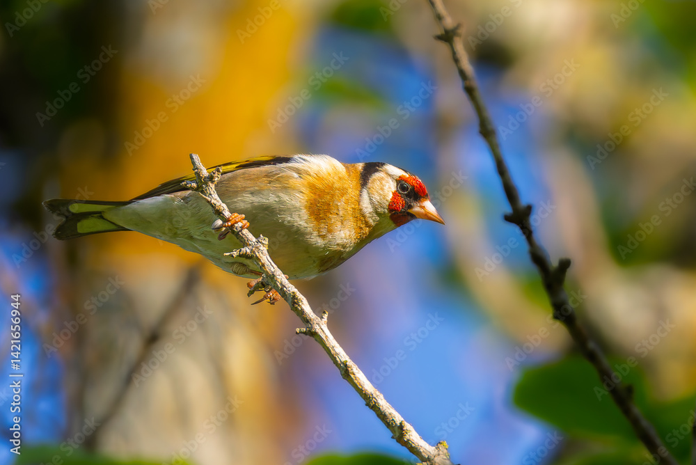 European Goldfinch perched on a branch in the morning light
