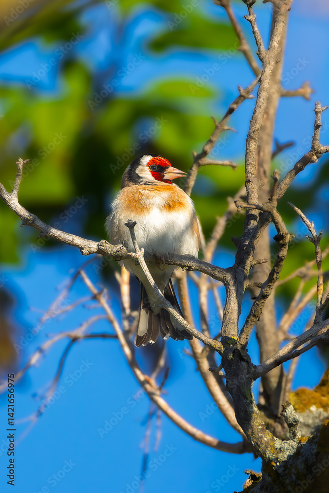 European Goldfinch perched on a branch in the morning light
