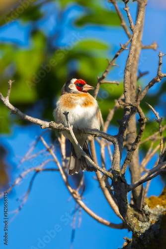 Obraz na płótnie European Goldfinch perched on a branch in the morning light w salonie