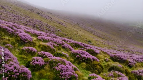 Hillside Covered in Beautiful Purple Flowers Blooming in Foggy Mountain Landscape

