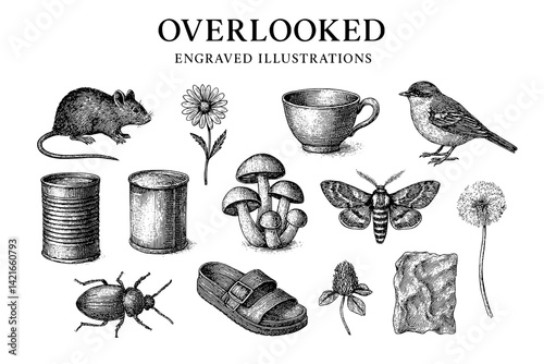 Exploring the charm of overlooked creatures and objects in intricate engravings from the natural world
