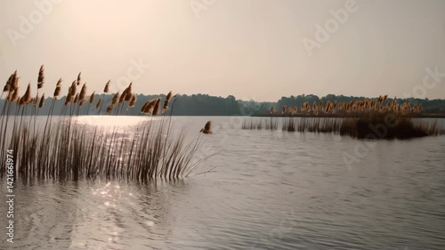 Serene lake landscape at sunset with tall grasses and tranquil water Peaceful nature scene
