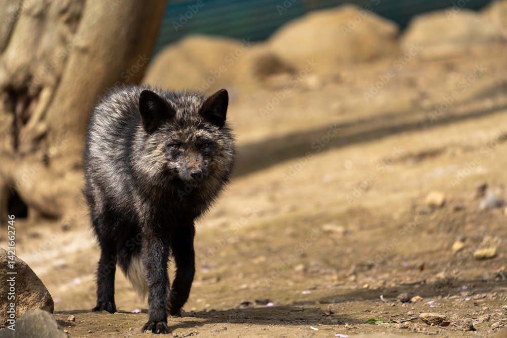 宮城蔵王キツネ村の黒色のキツネ