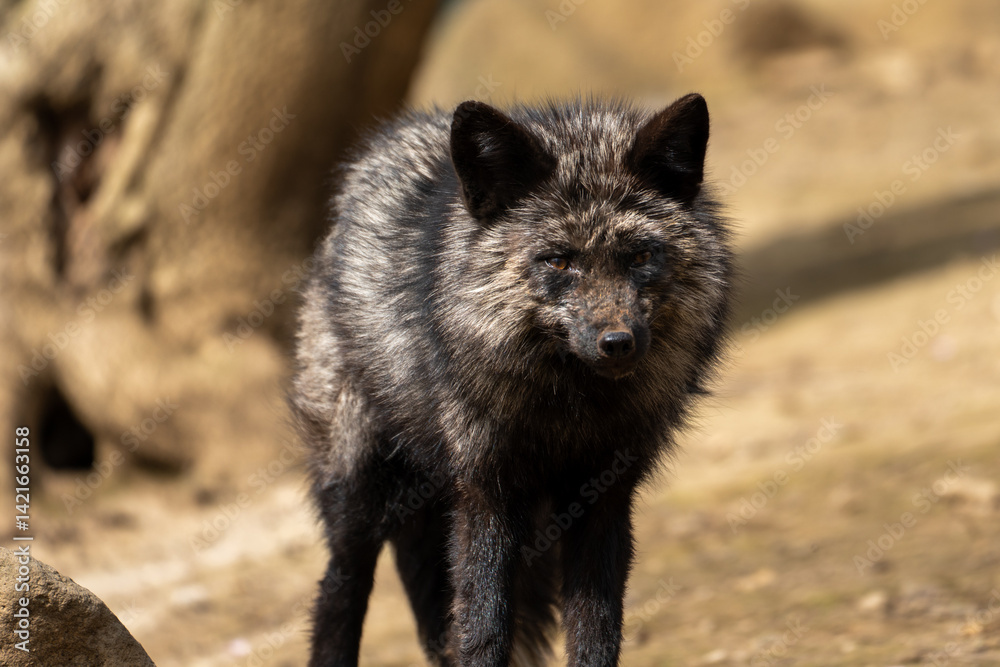 宮城蔵王キツネ村の黒色のキツネ