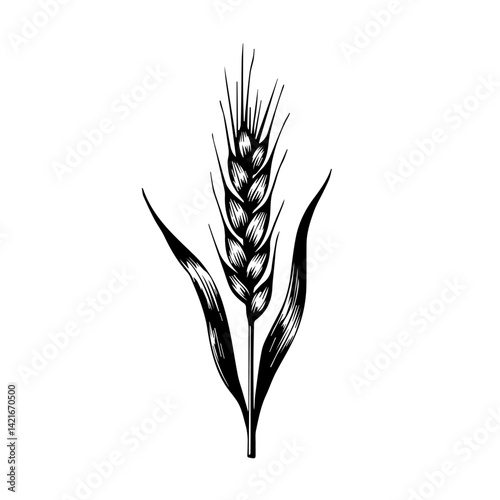 Wheat plant illustration in black and white on a plain background  