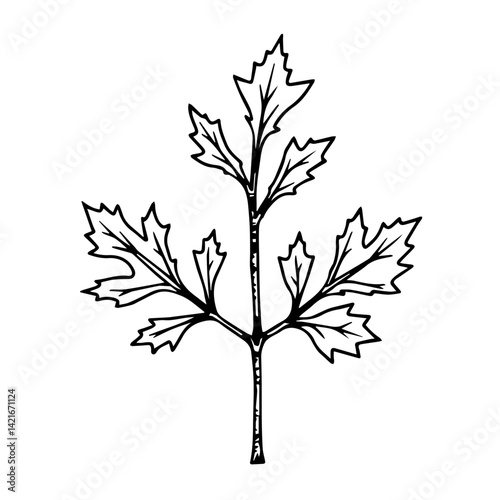 Hand-drawn leaf illustration in black and white style