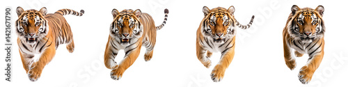 Fierce tiger stalking and prowling in the jungle